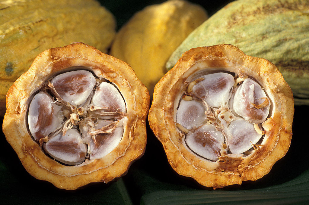1024px-Cacao-pod-k4636-14