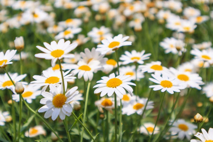 beautiful-white-camomiles-flowers